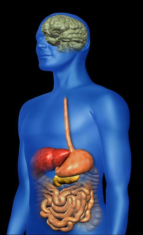 İnsanlarda GLP-1 Etkileri: İnkretinlerin Glukoz Düzenleyici Rolü Gıda alımına bağlı GLP-1 salınımı GLP-1 secreted upon the ingestion of food Tokluk hissini uyarır ve