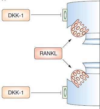 olarak kondrositler görev alanlarını değiştirerek matriks üretimi yaparken, matriks degradasyonuna yol açan enzim salınımı da yapmasıdır. 2.