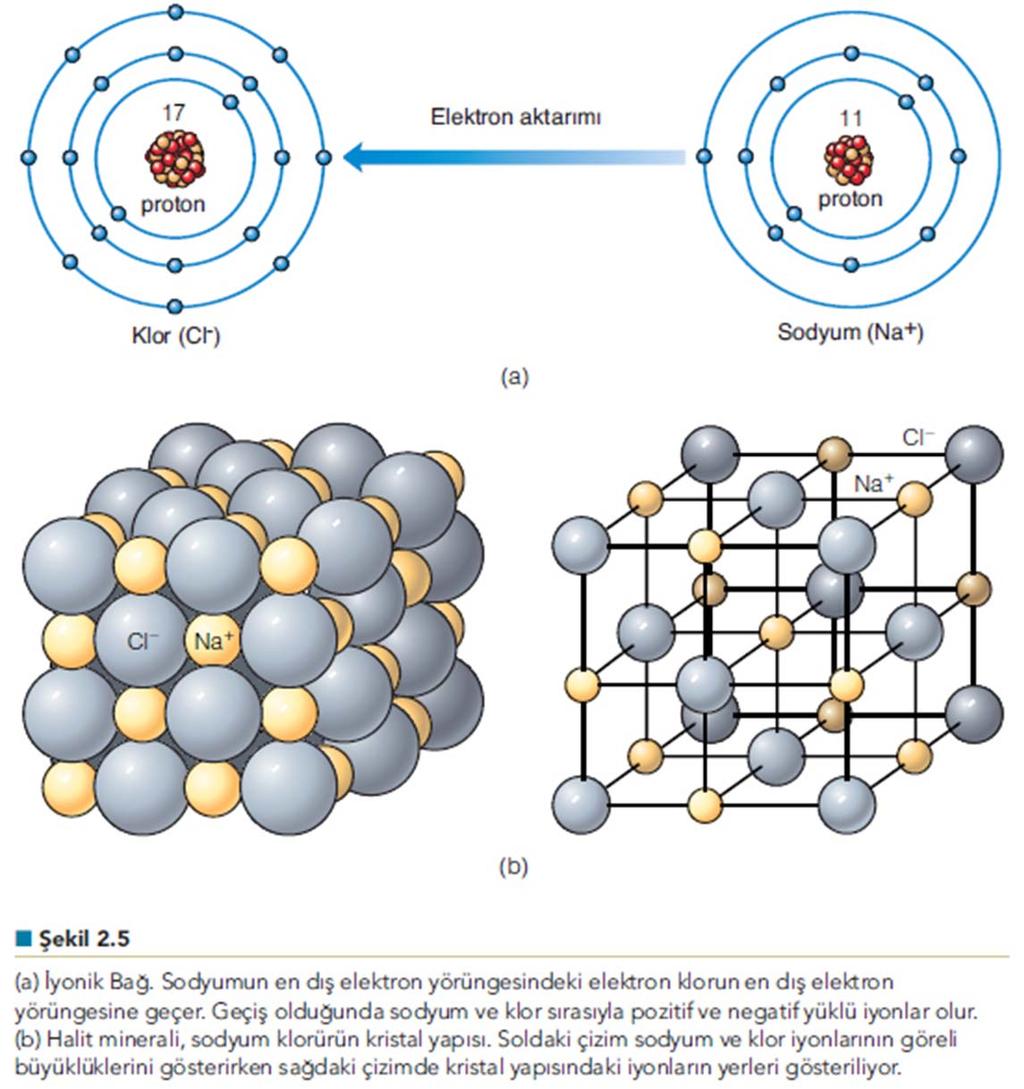 (Monroe&Wicander, 2005) Bağlanma ve Bileşikler Atomların çevresinde dönen elektronlar arasındaki etkileşimler bağlanma olarak bilinen bir süreçle iki ya da daha çok atomun birbirine bağlanmasıyla