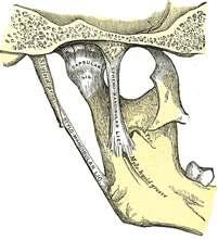 5 arasında bilateral artikülasyon oluşturmak üzere mandibula tarafından bağlanmışlardır (Şekil 1.3.). Şekil 1.3. Temporomandibular eklem ligamentlerin şematik görüntüsü.