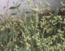 18 Şekil 4.2. Chenopodium album L. Cirsium arvense L.(Scop.) de (Şekil 4.3) 15 günlük uygulamada %95.4, 30 günlükte %80.