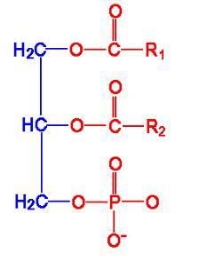 Gliserofosfolipiler Yapı olarak TAG e benzer. Farklı olarak 3 yağ a.
