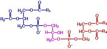 Fosfadidat Gliserol KARDİOLİPİN (difosfaditil-gliserol) 2 Molekül fosfatidat 1 molekül gliserol ile