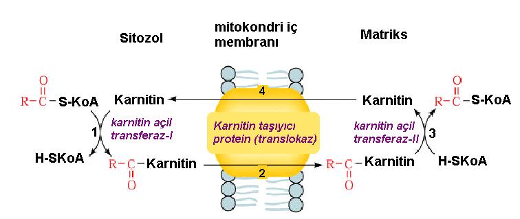 Yağ asitlerinin mitokondriye transportu Karnitin Mekiği I II III