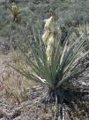 Yucca