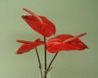 Anthurium