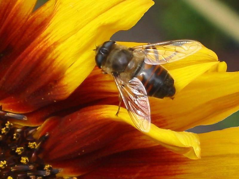 1 Arılar ve rüzgarlar GDO lu polenleri alıp, komşu tarla