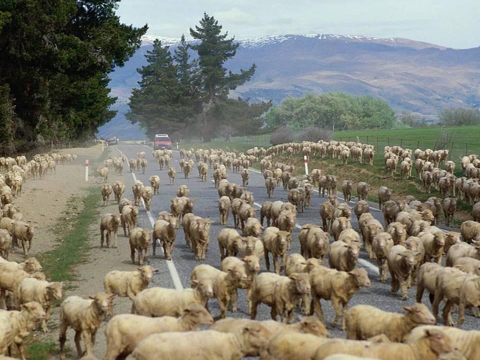 Bu koyunlar mı bizim,
