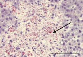 yapabilirler : - biotik homojenizasyon Olden (2006) Journal of Biogeography -