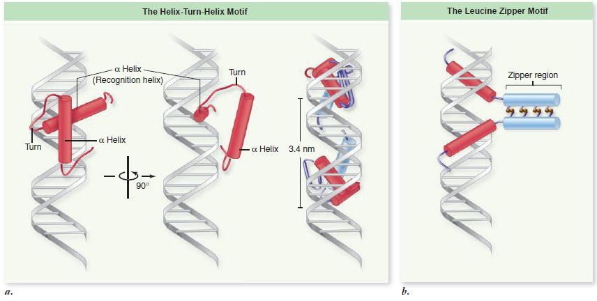 Birkaç yaygın rastlanan DNA-bağlayıcı motifi birçok protein tarafından paylaşılır (Bakınız Şekil).