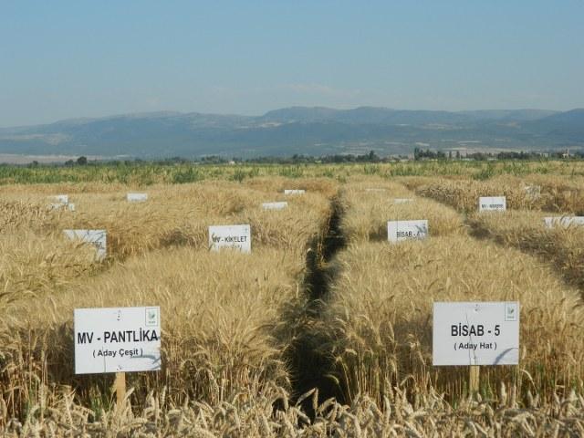 2016-17 Trakya Bölgesi Ekmeklik Buğday