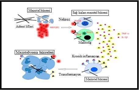 Şekil 9: MM patogenezinde kronik inflamasyonun rolü: MM patogenezinde kronik inflamasyonun rolü: Nekroza giden mezotel hücresi tarafından salınan HMGB1 makrofaj ve nekroza gitmemiş mezotel hücreleri