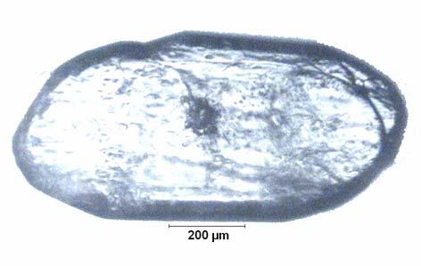 EK B.30 ablo B.30: Na 2 O/B 2 O 3 =0.3 Olan Çözeltide 32.02 C için Belirlenen Büyüme Hızı D-97.