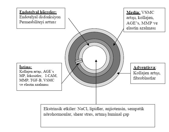 2.3.2. Arteriyel Sertliğin Mekanizmaları Arteriyel sertlik, damar duvarındaki gözesel (hücresel) ve yapısal elementlerdeki değişikliklerin, dinamik ve karmaşık etkileşimi ile gelişir (Şekil 1).