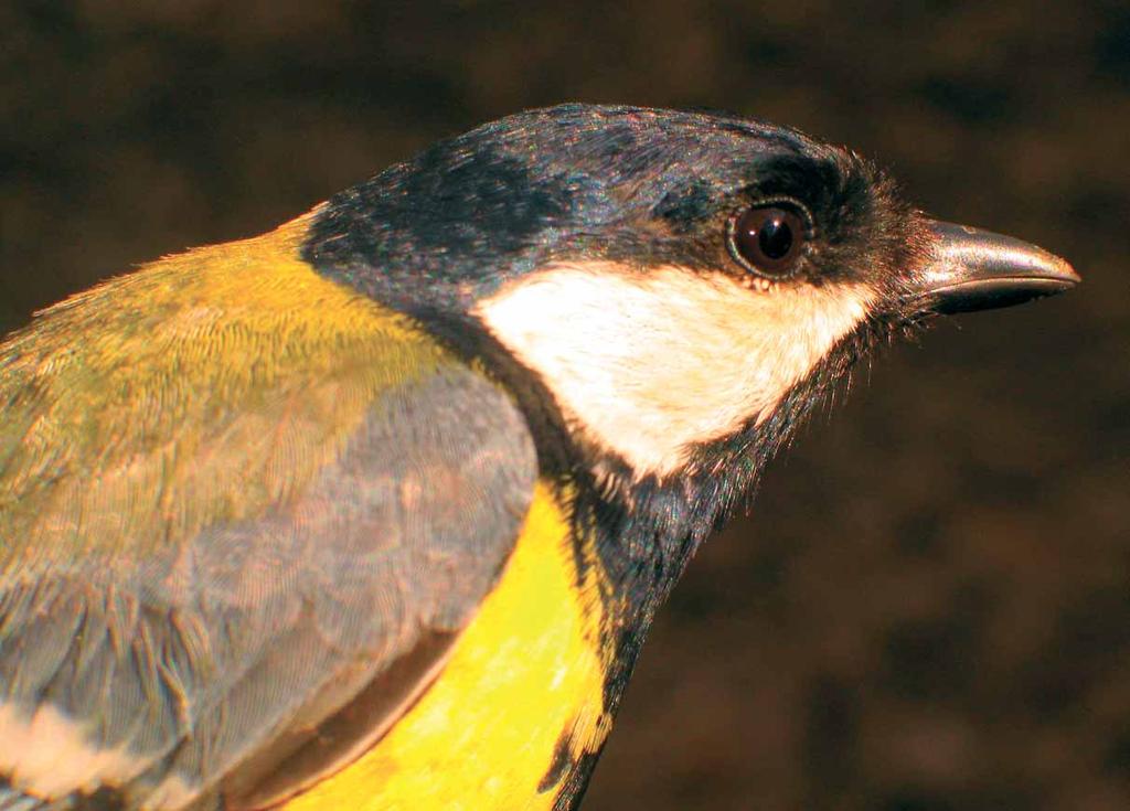 Büyük baştankara Parus major