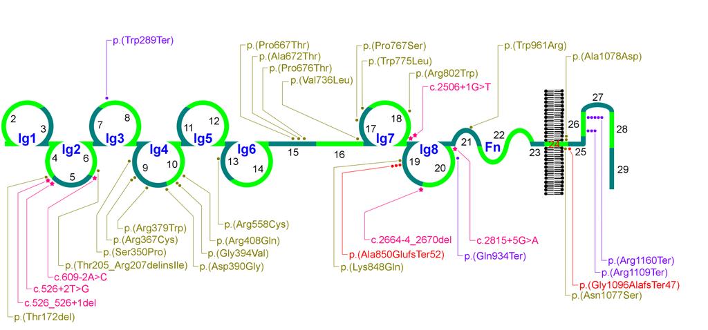 45 Şekil 4.5: Hastalarda saptanan NPHS1 mutasyonlarının proteindeki yerleşimleri.