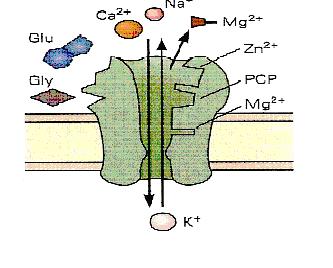 tanıma bölgesine sürekli bağlanan agonistlerin varlığında) membran potansiyeli -30 mv düzeylerine ulaştığı zaman Mg 2+ un etkisi kaybolarak, iyon kapısı açılır 72,73. 3.