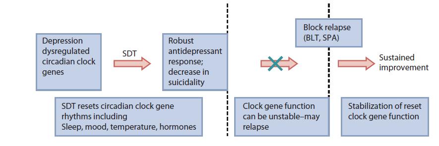 UYT nin Sirkadiyen Sisteme Etkisi Clock genlerin resetlenmesi