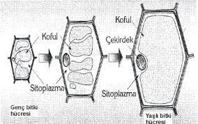 TEK ZARLI ORGANELLER 4) Koful Hücre içerisinde çeşitli görevleri bulunan organeldir.