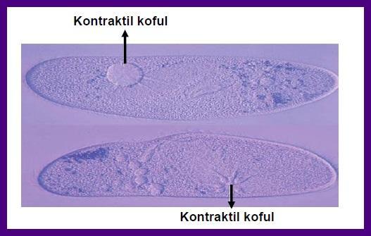 Kontraktil koful: Tatlı sularda yaşayan ökaryot tek hücreli canlılarda hücre içine giren fazla suyun aktif taşıma ile dışarı atılmasını sağlayan kofuldur.