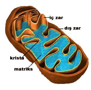 ÇİFT ZARLI ORGANELLER 1) Mitokondri Oksijenli solunum ile enerji üretiminin yapıldığı organeldir. Çok fazla enerji harcayan hücrelerde bol miktarda bulunur. (sinir hücresi, kas hücresi gibi.