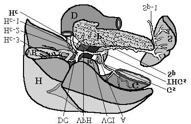Hepatosplenica truncus splenohepatica (THSp YH GDOODQPDVÕ görülmektedir (Tip II). evrelerinde truncus coeliacus ve a.