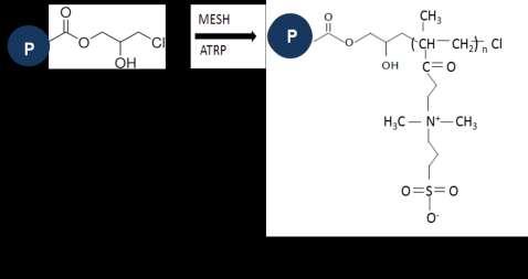 Üçüncü yöntemde ise yüzeyde bulunan Cl, baģlatıcı olarak kullanılarak, zwitteriyonik sülfobetain grubu içeren poli(mesh) moleküler zincirlerin poli(hpma- Cl-co-EDMA) bazlı partiküller üzerinde ATRP