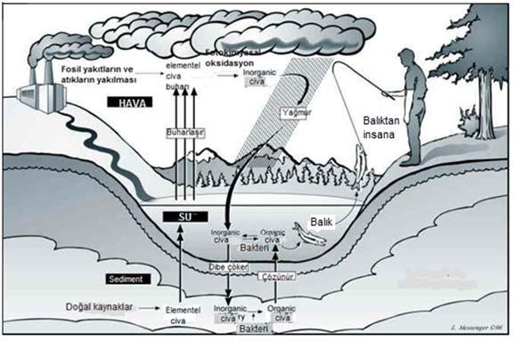 11 Şekil 2.3. Civa döngüsünün şematik gösterimi [http://www.mercury.utah.gov/atmospheric_transport.htm].