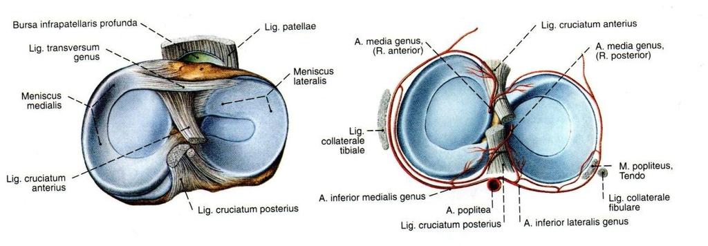 15 Diz ekleminde medial kompartmanda yer alan meniscus mediale daha hilal şeklinde görülürken, lateral kompartmanda yer alan meniscus laterale daha dairesel formdadır (Şekil 2.1.7) (2,21).