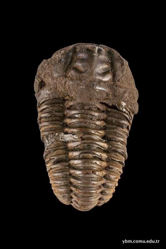 Örnek Adı: Trilobit Dal: Artropoda Cins:Paradaxides Sınıf:Trilobita Yaş: Kambriyen (~