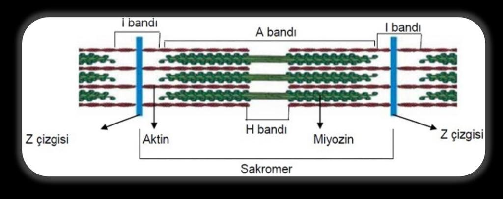 KASILMA VE GEVŞEME OLAYLARI Kasılma sırasında; Z çizgileri birbirine yaklaşır. Sarkomer daralır. I Bandı kısalır. H Bandı kısalır. (Görülmez, kaybolur.) A Bandı değişmez. Kasın boyu kısalır.