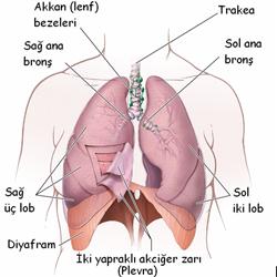 PULMONES (AKCİĞERLER) Göğüs kafesi içerisine yerleşmiş olan bir çift solunum organından her birine akciğer (pulmo) denilir.