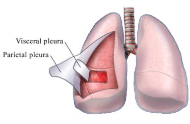 PLEURA (GÖĞÜS KAFESİ ZARI) Göğüs iç yüzeyleri ve diaphragma nın üst yüzeyini saran Lamina parietalis (duvar yaprağı) ile Bu iki pleura arasında bir boşluk vardır. Buna Cavum Pleura denir.