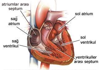 KALBİN ODACIKLARI Atriumlar, kalbin arka tarafındaki içi boşluklu yapılardır. Her iki odacık, Septum interatriale adındaki bir duvar yapısı ile birbirinden ayrılırlar.