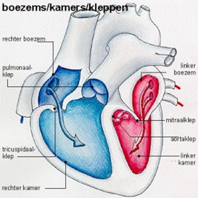 VENTRİCULUS SİNİSTER (SOL KARINCIK) Sol Atrium dan gelen kan Mitral kapak ile kaplanan Ostium atrioventiculare sinistrum dan geçerek sağ karıncığa gelir.