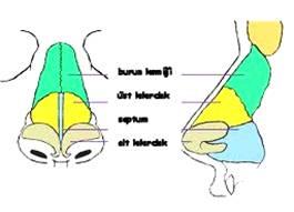 Nasus externus, yüzün orta kısmına Burun kemiği Üst kıkırdak Septum Alt kıkırdak yerleşmiş olan üç yüzlü piramit şeklinde bir çıkıntıdır.