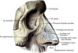 Cartilago Nasalis ve Kemik yapılar Os Frontale Os lacrimale Os Nasale Processus Frontalis maxilla Cartilago