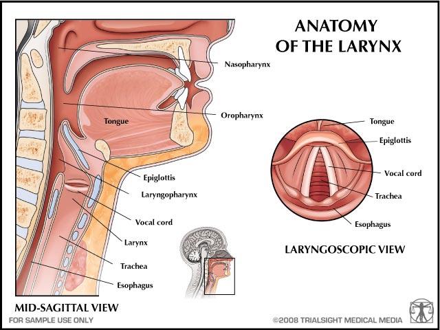 LARYNX (GIRTLAK) Ses organı olan gırtlak, boyun bölgesinde yutak ile nefes borusu arasında yerleşmiştir. Gırtlağın iskeleti kıkırdaklar tarafından oluşturulur.