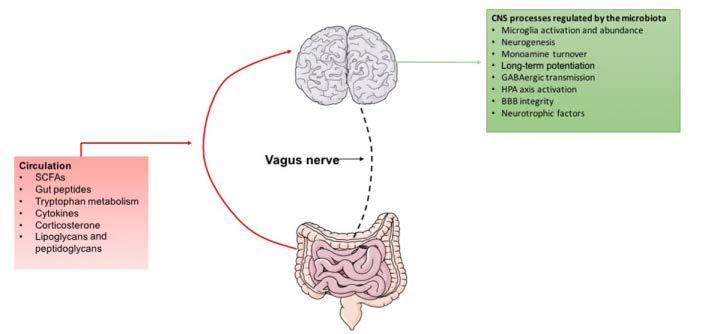 Vagus Siniri 10. kranial sinir olan nervus vagus beyin ve bağırsak mikrobiyotası arasındaki çift yönlü iletişimin kurulmasında önemli rol oynar. Abdominal kaviteden beyine giden ana afferent yolak.