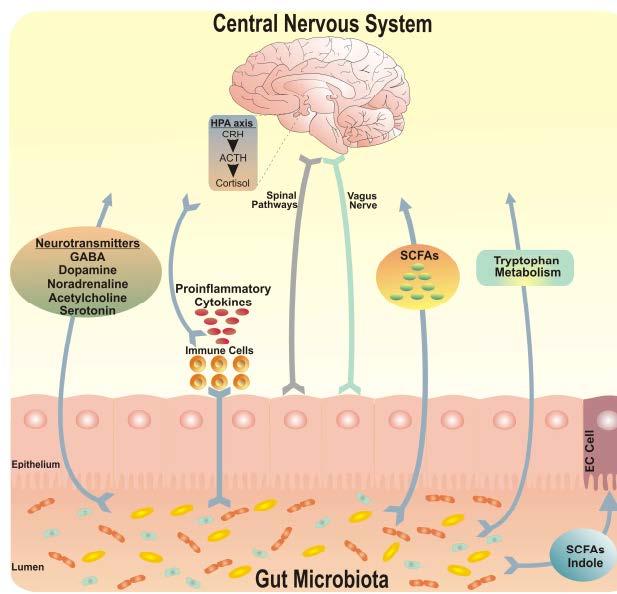 İletişim Nasıl Oluyor? İmmun cevap & uyarılma / HPA aksı Bakteriyel metabolitler Nöral yollar ( N.