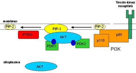 Resim 4: p85 ve p110 genlerinin PI3-K mekanizmasına etkisi 2.