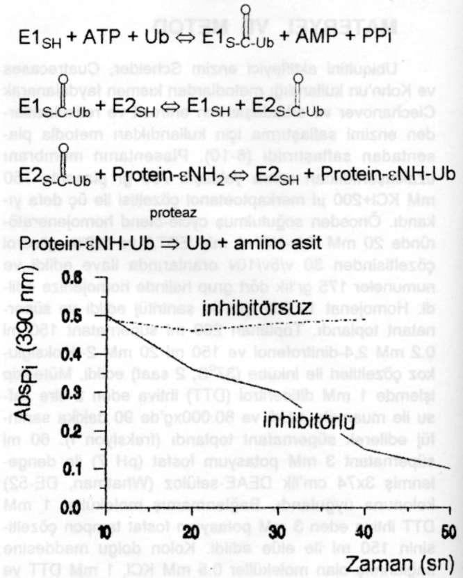 Etilmaleimid inhibisyonu polipeptidinin proteinlerle konjugasyonu kritik bir öneme sahiptir. Ub-protein konjugasyonu üç adımlı bir multienzim kompleksi tarafından başarılır (14).