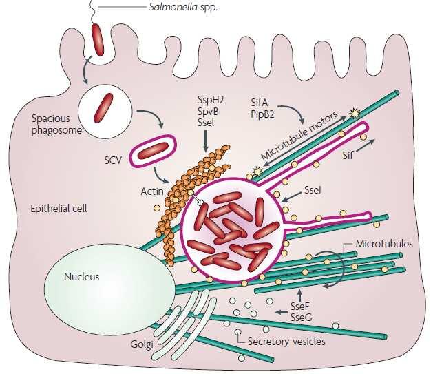 Salmonella spp. (Geniş fagozom) Epitelyal hücre Aktin Mikrotübüller Çekirdek Salgı vezikülleri Şekil 2.