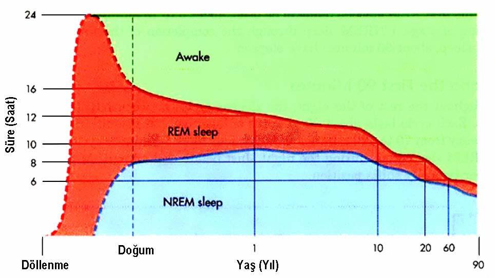 yaşlarda uyku etkinliğinde giderek azalma, gece uykuya dalma süresinde uzama ve gece içi uyanıklık sayısında artış gözlenmektedir.