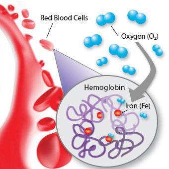 Hemoglobin Eritrosit sitoplazmasında bulunur ve hücrenin yaklaşık %33 ünü oluşturur. Demir ihtiva eden bir proteindir.