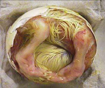 ÇEV RMEDE YETERS ZL K BEL RT LER Artan erken embriyo ölümleri (çevirme inkübasyonun