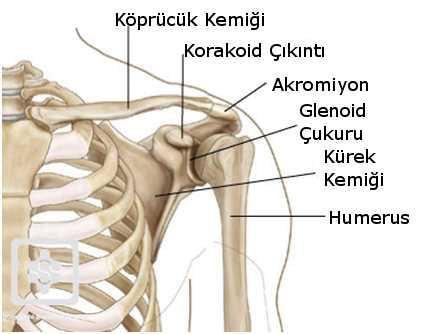 küçük ve düzdür. Kol yukarı kalktığında glenoid, başı karşılamak için laterale ve öne kayar, skapula öne ve yukarı doğru rotasyon yapar (Kyung Won Chung, 1998). Şekil 2.