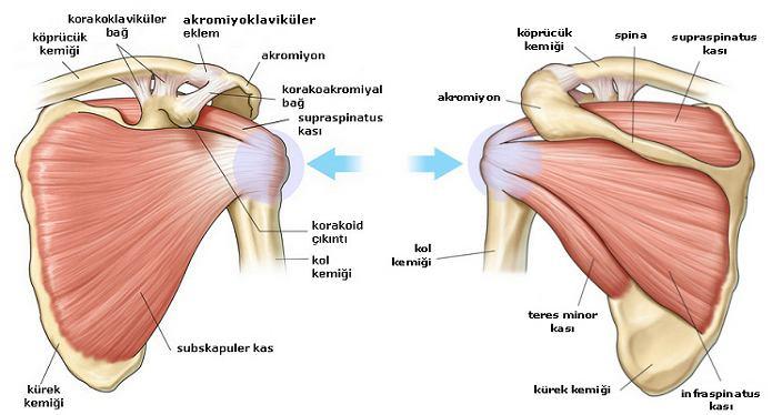 başlangıcında, deltoid kası humerus başını akromiyona doğru yukarıya çeker.