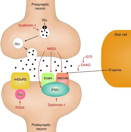 Dysbindin (Distrobrevin Bağlayıcı Protein 1 (DTNBP1) Postmortem çalışmalarda azalmış olarak bulunmuştur. 6.