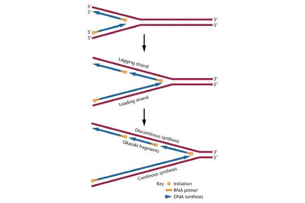 Antiparalel zincirlerde DNA sentezi